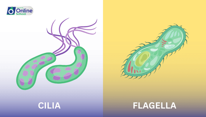 Lesson 14: Cilia and Flagella - Movement Mechanisms